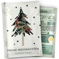 valeaf Blaufichte Weihnachtsbaum Samen I Weihnachtsbaum zĂŒchten Saat I Wichtelgeschenk Weihnachten Saatgut I Adventskalender FĂŒllung Erwachsene Adventskalender FĂŒllung Ideen I Dein Christbaum 2029 Frohe Weihnachten