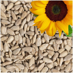 Lyra Pet® | 25 kg Sonnenblumenkerne Geschält | Wildvogelfutter Ganzjährig | Ideal für Jungtiere | Vogelfutter für Wildvögel | Wertvolles Streufutter | Energiespender ohne Schale | Sommer und Winter Angebot bei HelloDeals