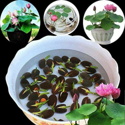 puran 1 Beutel Lotus Seeds Mini Non GVO Gemischte Bonsai Lotus Bowl Seeds, Einfach Zu Pflanzen, Pflanzensamen, Gartenarbeit, Wohnkultur Schüssel Lotus Samen Angebot bei HelloDeals