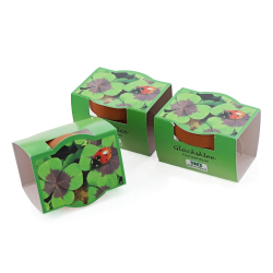 Bull & Bear 3er Set Mini-Pflanzset Glücksklee, Kleezwiebeln im Topf 4,5cm, vierblättrige Kleeblätter als Anzuchtset mit Pflegeanleitung 3 Stück Glücksklee Angebot bei HelloDeals
