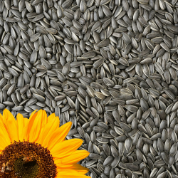 Schwarze Sonnenblumenkerne 25kg Wildvogelfutter Ganzjahresvogelfutter ideal für Vögel, Vogelfutter für das ganze Jahr ölhaltiges Vogelfutter Streufutter Winterfutter für kleine und große Vögel Angebot bei HelloDeals