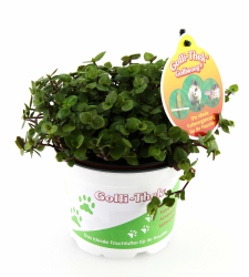 Golliwoog - Futterpflanze für Bartagamen, Vögel, Meerschweinchen, Kaninchen 1 Stück Angebot bei HelloDeals