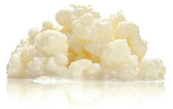 Milchkefir aus BIO-Milch Milchkefir 8 g (1er Pack) Angebot bei HelloDeals