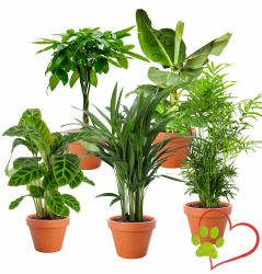 5er-Pflanzenset “Tierfreund-Kitty”, Bergpalme, Glückskastanie, Bananenpflanze, Korbmarante, Goldfruchtpalme, 30-60cm, Pflanzen für Wohnung und Büro, Qualität vom Pflanzen Profi Angebot bei HelloDeals