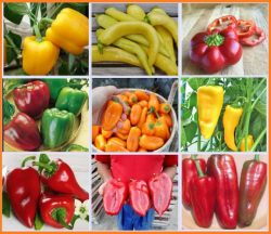 Paprika Snackpaprika Spitzpaprika Peperoni Paprikasamen Saatgut 9 Sorten Set Samenfest ungewöhnliche Formen und Farben Angebot bei HelloDeals