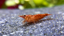 WaterPlants 10 Red Sakura Fire Garnelen, Zwerggarnelen Angebot bei HelloDeals