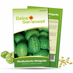 Mexikanische Minigurke Samen - Melothria scabra - Minigurkensamen - Gemüsesamen - Saatgut für 10 Pflanzen Angebot bei HelloDeals