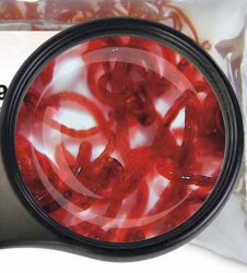 Lebendfutter Fische: 10 Beutel 45 ml =4X roteMückenlarve + 4X weiße Mückenlarven+2X Tubifex von Sahawa® Angebot bei HelloDeals