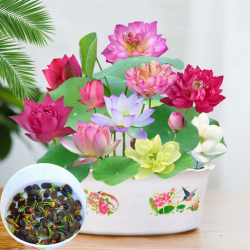30PCS Lotus Samen Wohnung Gemischt: Schalenlotus Samen winterharte pflanzen für Garten, Pflanzen Kräuter Samen, Lotusblume Samen, Bonsai Samen Blumen Balkon, Blumen Saatgut Schalenlotus Samen Angebot bei HelloDeals