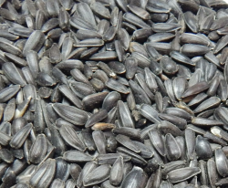 Bird`s Garden Sonnenblumenkerne schwarz 10 kg, Vogelfutter, Winterfutter, Angebot bei HelloDeals