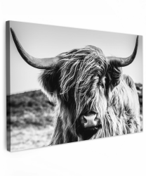 MuchoWow© Bild auf Leinwand Groß 120x80 cm XXL Schlafzimmer Bilder Schwarzweiss Wand Deko Wohnzimmer Modern Wanddeko Geschenk Kuh Leinwand - Schottisches Hochlandrind - Highland Cow - Hörner Hochlandrind Schwarz und Weiß 80L x 120B cm Angebot bei HelloDeals