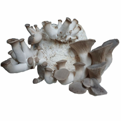 Hawlik Pilzbrut - XXL BIO Kräuterseitling Zuchtset zum selber züchten - kinderleicht Bio Kräuterseitlinge züchten – Pilzzuchtset Kräuterseitling für zuhause Angebot bei HelloDeals