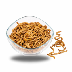 ENTAVA Mehlwürmer 1 kg, lebend, frisch, Vogelfutter, Fischfutter, Igelfutter, Reptilienfutter (Futterinsekten vom Hersteller aus Deutschland) Angebot bei HelloDeals