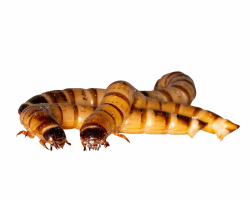 Zophobas gut gefüllte Dose. 50 Gramm lebend und frisch verpackt Futterinsekten, Angelköder Angebot bei HelloDeals