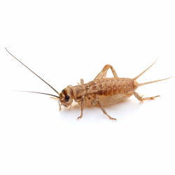 proinsects Heimchen mittel | 4 Dosen | 240 STK. Angebot bei HelloDeals