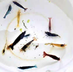 Angebot: 🦐 Garnelen Mix Bunte Mischung 10 Stück Shrimpfarm-Frankfurt Angebot bei HelloDeals