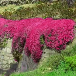 🌺 Rote Kriech-Thymian Samen - Mehrjährige Bodendecker-Pflanze 🌿 Angebot bei HelloDeals