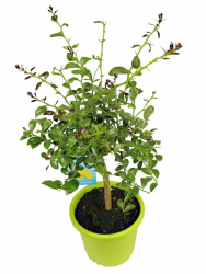 Kaviar-Limette Angebot 🌿🍋 Angebot bei HelloDeals