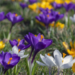 🌷 Mgc24® Krokus Mischung großblütig - 100 Blumenzwiebeln (ca. 7-8mm) 🌸 Angebot bei HelloDeals