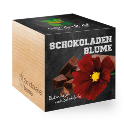 Deal: Grow Your Own Ecocube Schokoladenblume 🍫🌸 Angebot bei HelloDeals