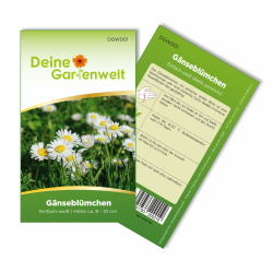 Gänseblümchen Einfach weiß Samen - Bellis perennis - Gänseblümchensamen - Blumensamen - Saatgut für 300 Pflanzen 🌼 Angebot bei HelloDeals