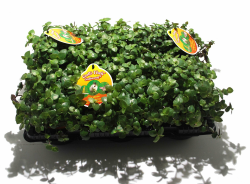 🌿 6 x Golliwoog - Futterpflanze für Bartagamen, Vögel, Meerschweinchen, Kaninchen 🌿 Angebot bei HelloDeals