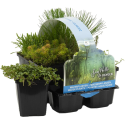 🌿🌺 6er Set Sauerstoff Teichpflanzen Wasserpflanzen Miniteich 🌊 Zone 5 🌿 Winterhart 🌨️ Höhe 15-25 cm 🌱 Topf 9 cm Angebot bei HelloDeals
