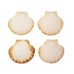Große Natürliche Muschelschalen Jakobsmuscheln Muscheln 10x11 cm (4er Pack) Angebot bei HelloDeals