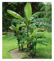 🌿🍌 BALDUR Garten Winterharte Bananen 'grün', 1 Pflanze 🍌🌿 Angebot bei HelloDeals