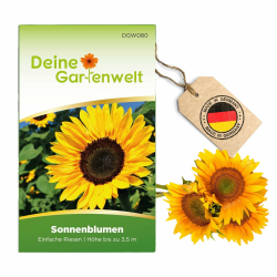 Sonnenblumen Einfache Riesen Samen - Helianthus annuus - Sonnenblumensamen - Blumensamen - Saatgut für 20 Pflanzen Angebot bei HelloDeals