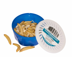 Feeders & More - Bienenmaden lebend - 1x 40 Stück - Energiegeladene Angelköder 🎣 Angebot bei HelloDeals