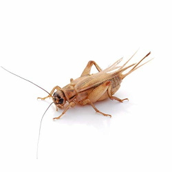 Proinsects Heimchen Groß | 4 Dosen | 160 STK 🦗🦗🦗 Angebot bei HelloDeals