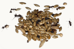 🐜👑 AntHouse 50g Typ I Saatgutmischung für körnerfressende Königinnenameisen und Ameisenkolonie 🏰 Angebot bei HelloDeals