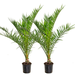 🌴🌿 2er Set - Phoenix Canariensis - Kanarische Dattelpalme - Palme - Balkonpflanzen Winterhart - Höhe 80-100 cm - Topf 19 cm 🌴🌿 Angebot bei HelloDeals