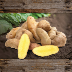 FLORTUS Gartenkartoffel Bamberger Hörnchen (10 Stück) 🥔🌱 | Festkochende, alte deutsche Sorte Angebot bei HelloDeals