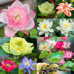 🌸🌿 30PCS Lotusblume Samen Wohnung Gemischt - Winterharte Pflanzen für Garten und Balkon 🌺🦋 Angebot bei HelloDeals