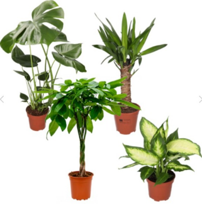 4er-Set - "JungleParty" - Monstera (50-60cm) - Dieffenbachia (40-45cm), Yucca (50-60cm), Pachira (50-60cm)