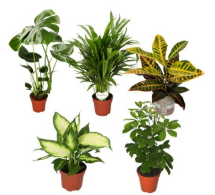5er Set Grünpflanzen | Monstera (40cm), Areca (40-50cm), Kroton (45-50cm), Schaefflera (50-55cm), Dieffenbachia (40-50cm)