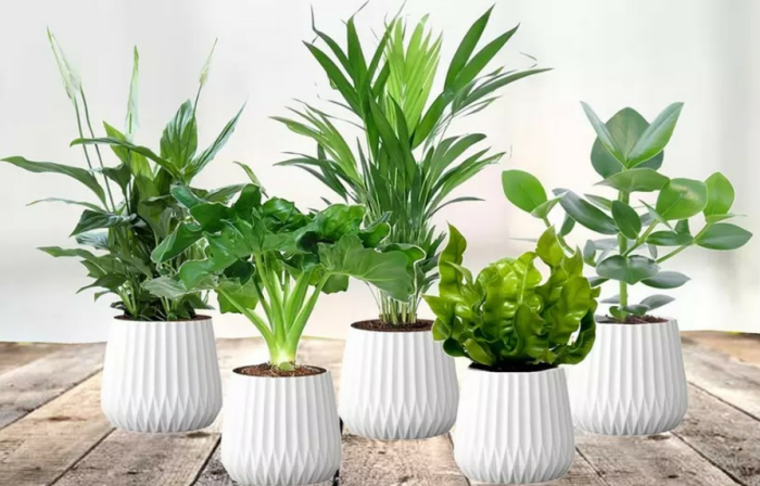 5er-Set Zimmerpflanzen mit luftreinigenden Eigenschaften