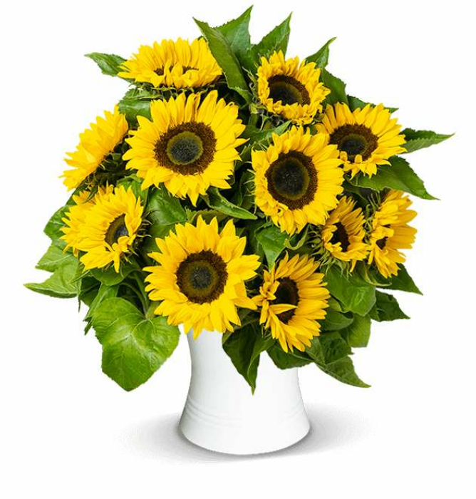 Strauß Sonnenblumen | 15 Stück | Länge: 50 cm