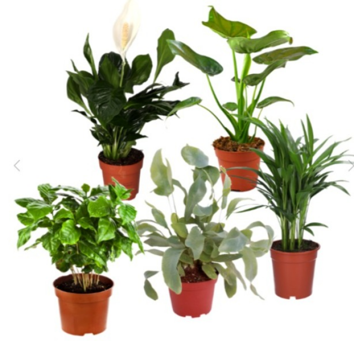 5er-Set - Alocasia Cuculatta, Coffea Arabica, Areca Palme, Spathiphyllum, Phlebodium (25-45cm)