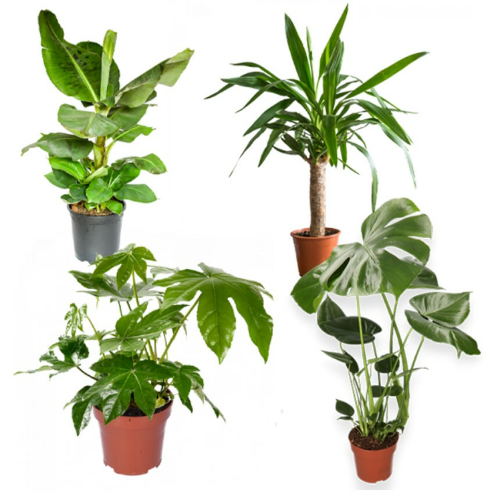 4er-Set - Musa Dwarf Cavendish: Bananenpflanze (50-60cm) - Monstera Delicous (55-70cm) - Yucca (45-55cm) - Zimmeraralie (60-70cm)