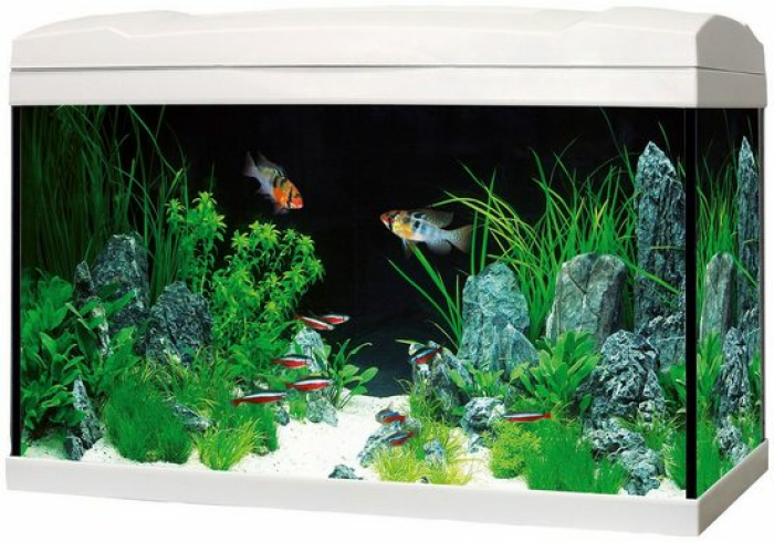 Marina Aquarien-Set Complete 54 LED, BxTxH: 60x30x30 cm, 54 Liter weiß 61 cm x 37,5 cm x 32 cm