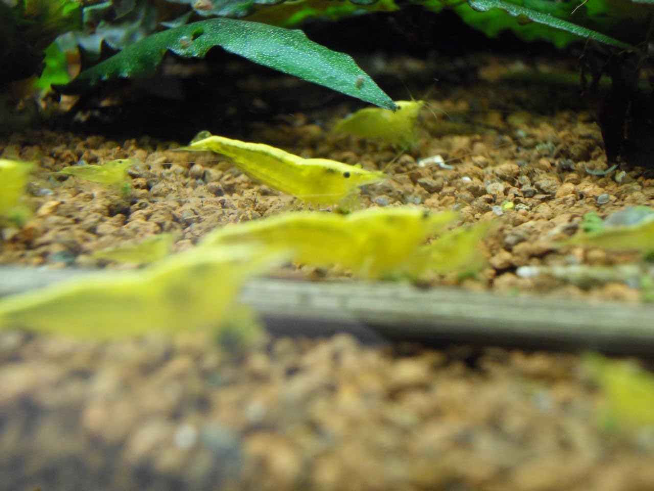 🦐🔥🟨 Shrimpfarm-Frankfurt Yellow Fire Neonstripe Garnele 10 Stück 🟨🔥🦐 Angebot bei HelloDeals