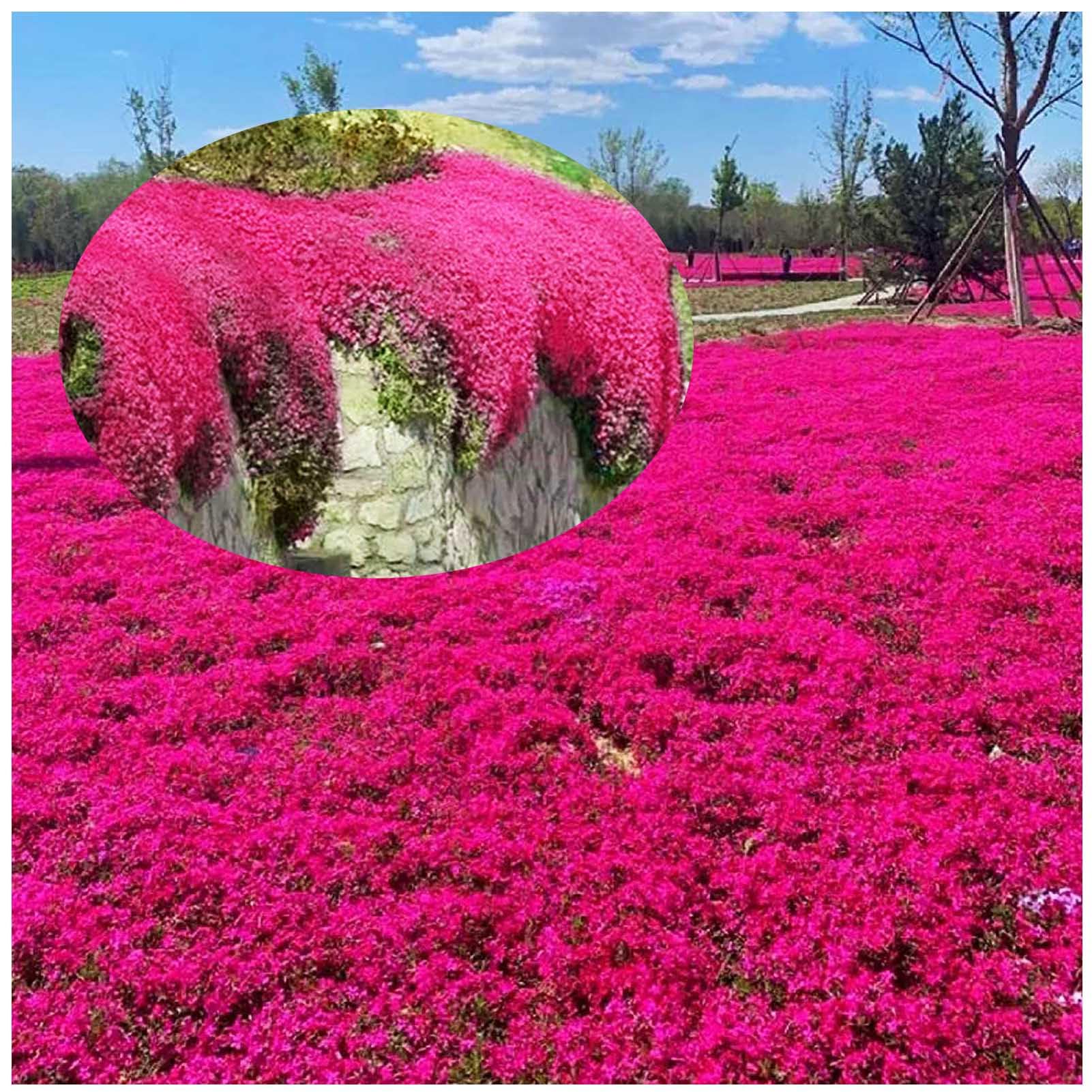 Rote Kriech-Thymian Samen - Winterharte Bodendecker-Pflanze 🌸🌷🌼🍃🌿 Angebot bei HelloDeals