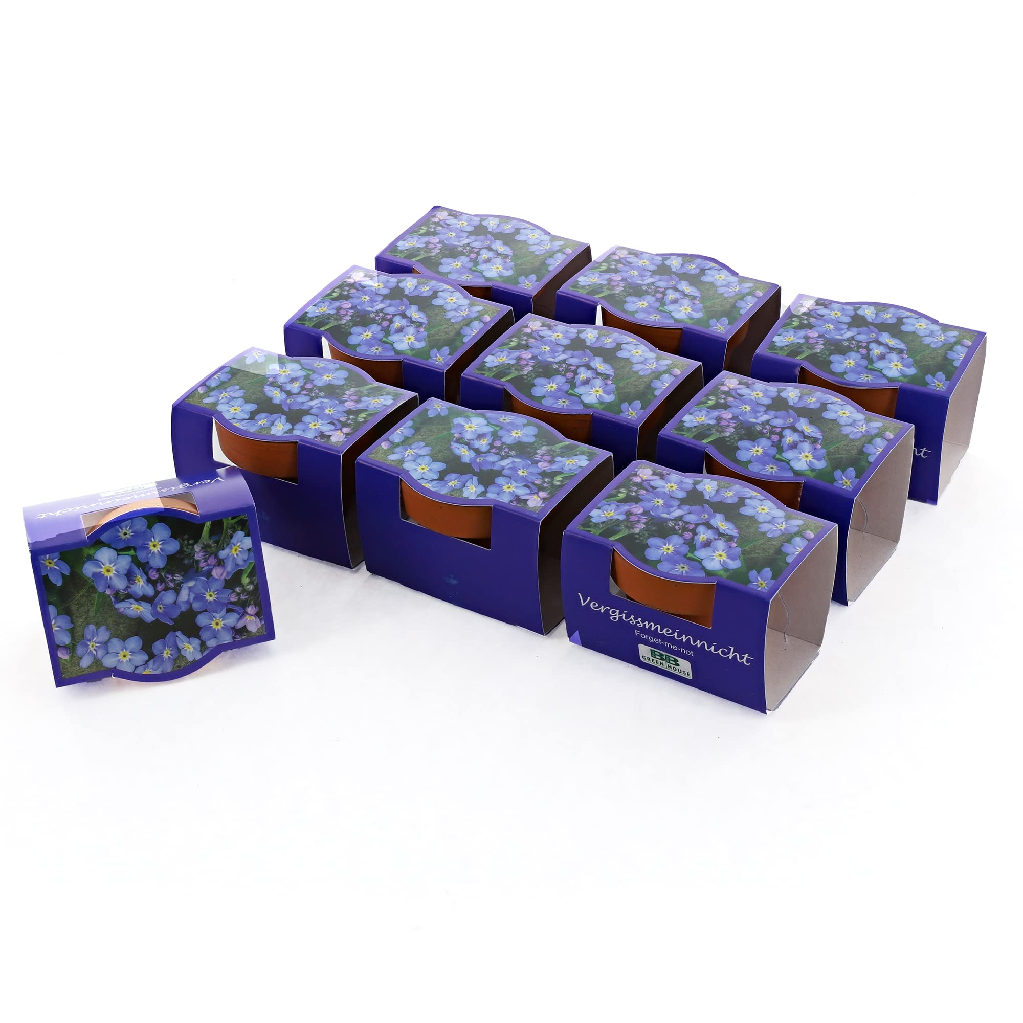 🌼 Bull & Bear 10er Set Minipflanzset Vergissmeinnicht 🌿🌸 Angebot bei HelloDeals