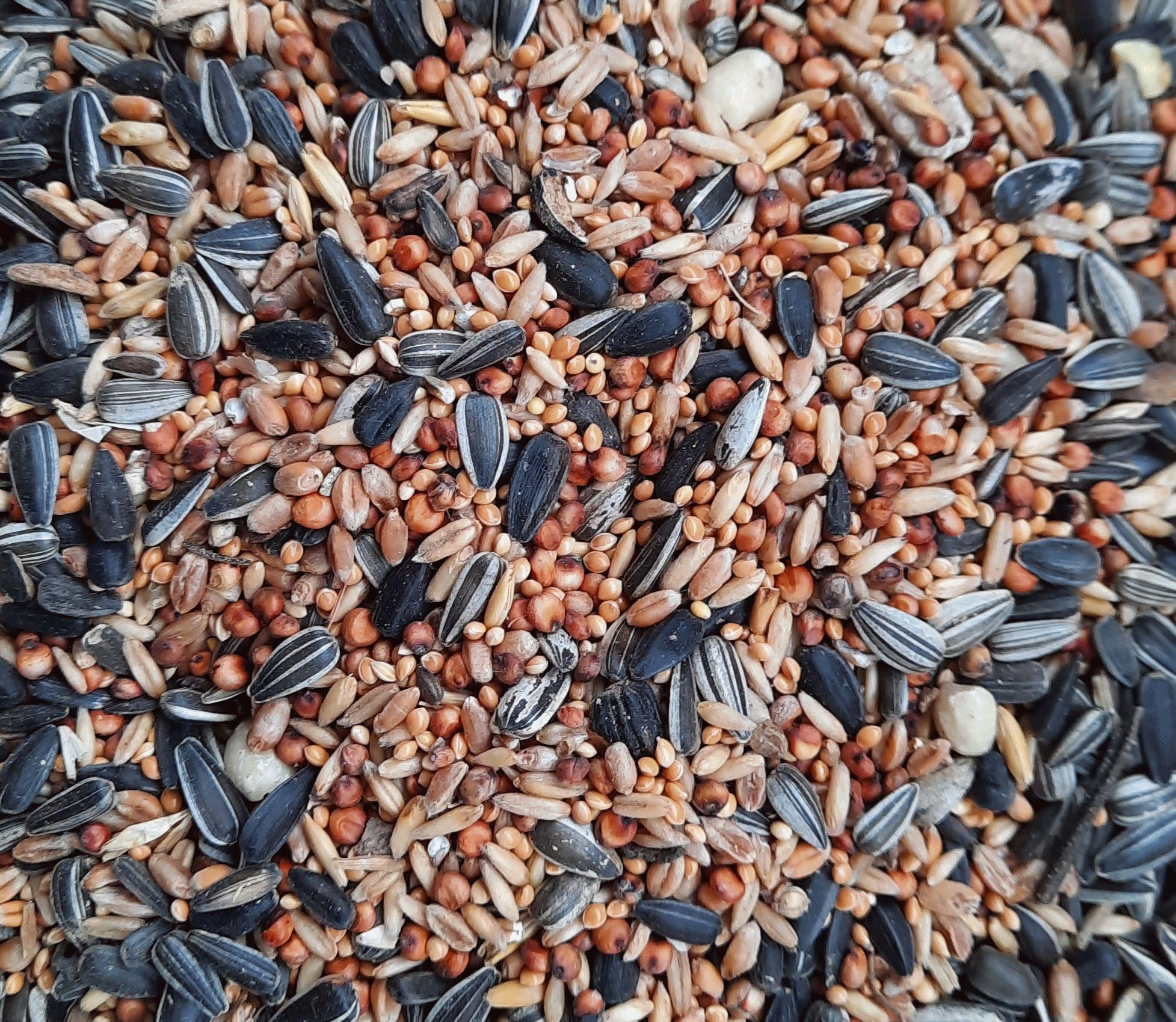 🐦🌿 Futterhof Streufutter 25 kg Premium – hochwertige Mischung 🌿🐦 Angebot bei HelloDeals