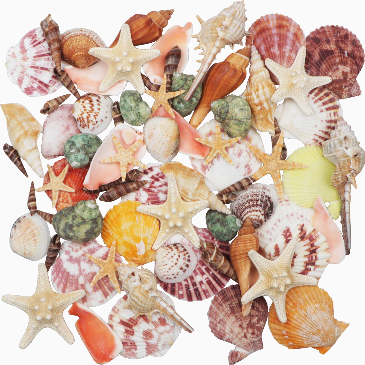 🐚 Muscheln Gemischt 9 Arten 🌊🌟 Seesterne 70+ Muscheln 3-9 cm Angebot bei HelloDeals