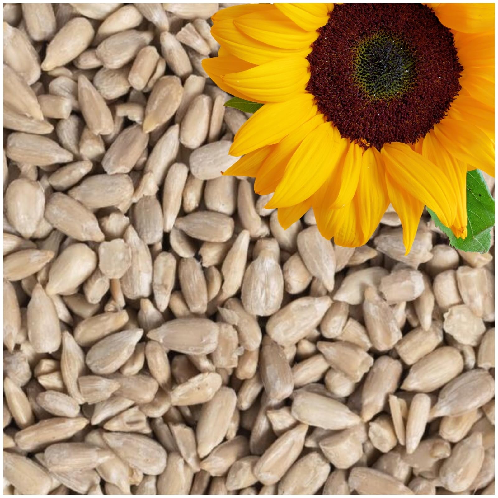 Lyra Pet® | 25 kg Sonnenblumenkerne Geschält 🌻🐦 Angebot bei HelloDeals