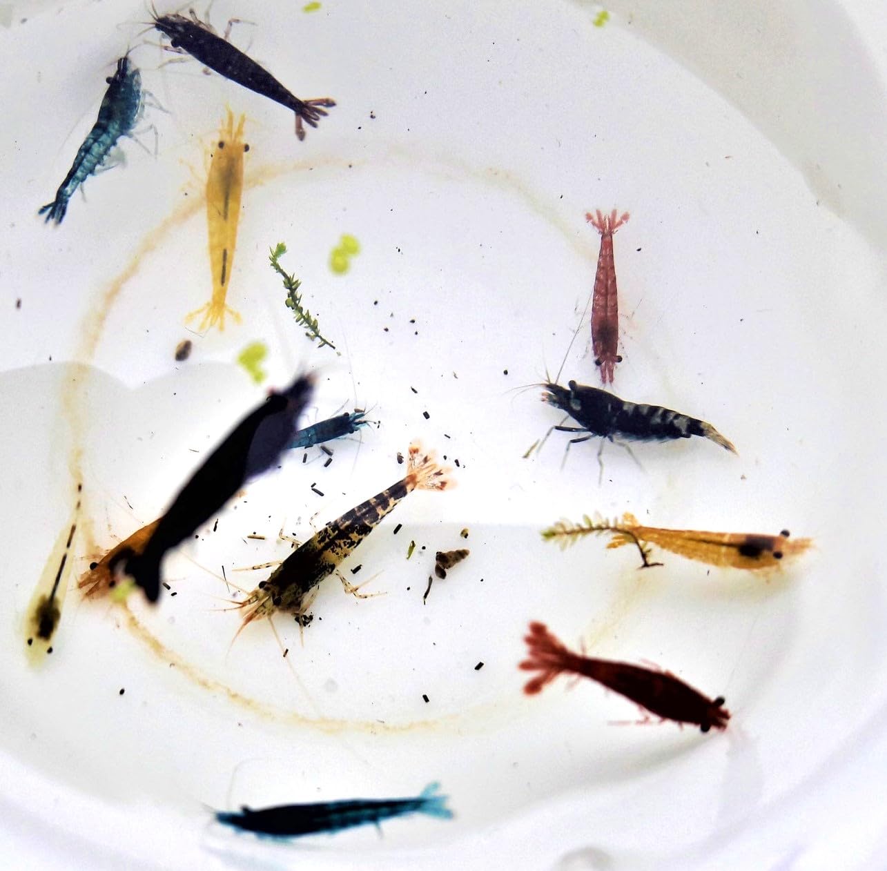 🦐🌈 Garnelen Mix Bunte Mischung 10 Stück Shrimpfarm-Frankfurt 🦐🌈 Angebot bei HelloDeals